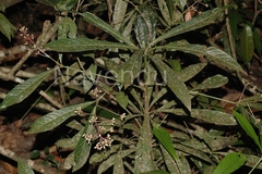 Ardisia paniculata